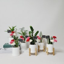꽃피우는청년 스승의날 어버이날 실내공기정화식물 + 카네이션 세트 손글씨 팻말, 금전수, 선생님감사, 미포함