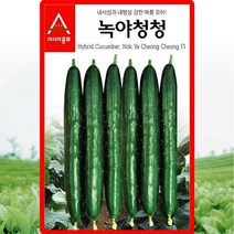 녹야청청오이 씨앗 오이 씨 종자 40립, 1세트