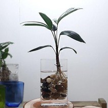 관음죽 수경재배 홈가드닝 네모 유리화병포함