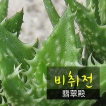 허브여울다육 비취전( 핑크알로에 목성알로에 여교) 지름 9cm 소품화분, 5개