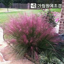 억새 그라스 가림원예조경, 핑크뮬리 3치포트(10개묶음), 1개