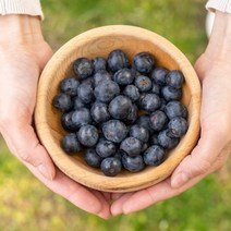 블루베리 신이내린 보랏빛의 생블루베리 생과 미국산/칠레산 BLUEBERRY, 옵션1) 블루베리1팩 125g