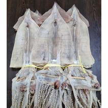 건조오징어 당일바리 20마리 1.2kg