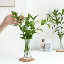 [피플랜트] 루스커스 생화 키우기쉬운 수경식물 40cm / 60cm, 추가상품. 라탄코스터