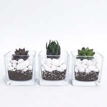 화분월드 백자갈 꿈돌 강자갈 흑자갈 칼라스톤 에그스톤, 백자갈1호(1kg)
