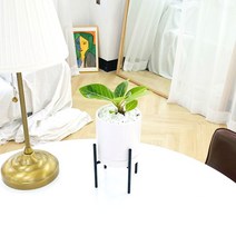 앙플랜트 철제스탠드 화분 공기정화식물 set, 뱅갈고무나무 소품/플라스틱 기본 포트