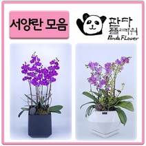 PFA008 은혼식 부모님 어버이날 서 양난 키우기 선물, 선물용 서양란, 6.만천홍(PFA011)