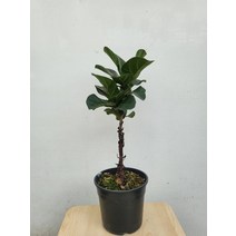 10900 외목대 핫도그떡갈고무나무 40~60cm