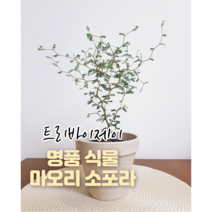 트리바이제이 마오리소포라 실내공기정화식물 그늘에서잘자라는식물 반려식물 거실화초, 마오리 소포라(화이트 토분)