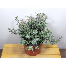 [나랑너랑꽃]필레아 - 그라우카 (타라)