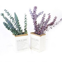 유칼립투스 프리저브드 조화도매, 01_MULBERRY