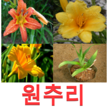 (성실D)야생화 원추리모종(포트) 10개 (품종 선택형)