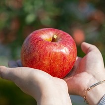 기타 [인정한과일] 인정가득 하루 한 사과 / 가정용 알뜰사과 5kg 10-16과내