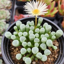 주문폭주 국민다육이 모아보기, 10번- 오십령옥, 1개