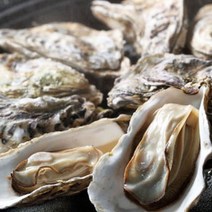 통영산지 당일조업 수확 가리비굴 장어 제철먹거리, 1팩, 석화10kg