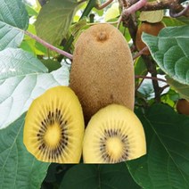 묘목/골드키위(감황)/접목1년/ 암놈3+숫놈1 CH026