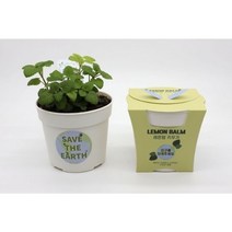 면역력에 좋은 레몬밤키우기, 단품