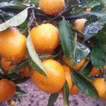 프리미엄 제주 제철 고당도 친환경 노지감귤, 중대과 10kg