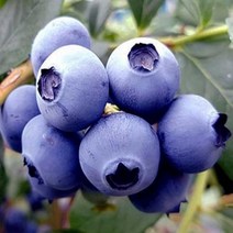 묘목/블루베리-오닐/삽목2년 포트/2개 B016, 2개