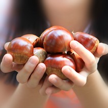 [런칭기념]공주알밤 알밤 생율 햇밤 맛밤 정안, [런칭기념]공주알밤 대(칼집x) 4kg