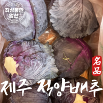 국산 제주직송 적채 적양배추 5kg 10kg, 제주적양배추 10kg, 1개