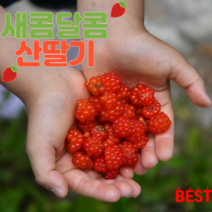 2023 포항 장기새콤달콤 산딸기 생과 노지 500g 1kg 산지직송, 500g(급냉), 1개