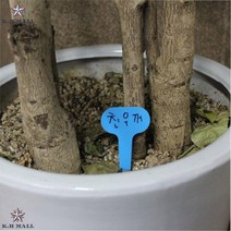 넉넉한용량 식물구분 상호호환성 부목재질 나무이름표소