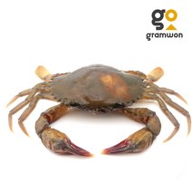 소프트크랩 900g~1kg 7~9미 (뿌팟퐁커리 껍질먹는게), 900g (7~9미), 1개