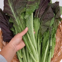 돌산갓 4kg내외 팔팔마켓 생갓 안갓 홍갓 김장재료