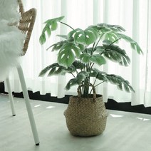 몬스테라 알보 조화 히메 델리시오사 무늬 아단소니 키우기 몬스테리아, 1. 기본 몬스테라 (소)