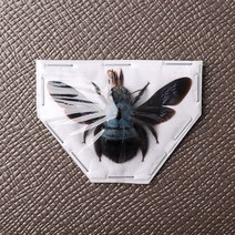 Xylocopa caerulea 케루리아파랑벌 곤충표본 건조표본 곤충레진, 파란색