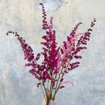 (로라네팜) 아스틸베 노루오줌 Astilbe 5대 1단, 아이보리