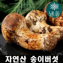 진심좋은 자연산 냉동 송이 버섯 자연 송이버섯 1kg, 1box, 특등급 1kg