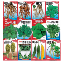 경신 고산 취나물 오복 신선초 곰취 곤드레 수세미 황기 식방풍 고수 난쟁이 수수 일당귀 냉이 적자소 방아 적 백 하수오 여주 결명자 다채 비타민 공심채 게거리무 메밀 씨앗 종자, 왕곰취(1g)