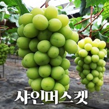 고당도 샤인머스켓 포도 청포도 애플청포도 망고포도 1.5kg 2kg, 샤인머스켓 2kg (3~4수)