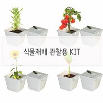 키우기쉬운식물 식물재배 학습관찰용 세트, 씨앗선택:메시지콩