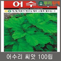 어수리 씨앗 100립 뿌리원예/종자/산채