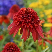 뿌리/에키나세아( 핫파파야) 뿌리1개 G1230, 1개