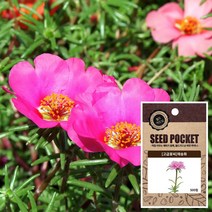 채송화 씨앗 (500립) 꽃씨앗 허브씨앗 야생화씨앗, 단품
