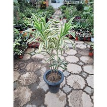 송오브인디아 높이90센치정도, 1개