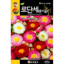 로단세 씨앗 100립 / 꽃씨 씨앗 키우기 화단가꾸기
