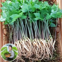 [맘스호미] 장성농부 새싹삼 새싹인삼 면역력 선물, 1박스, 새싹삼 L_100개