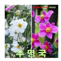 추명국_핑크화이트(대상화) 씨앗 10립, 1개