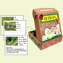 초등저 봄활동 기록활동지 카드 곤충 관찰상자 박스 손작업 학습용 감성 미술재료 6살 창작