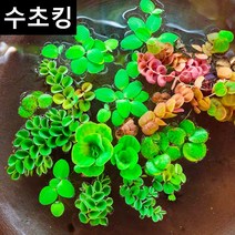 [수초킹] 키우기 쉬운 부상수초 랜덤세트 / 수초맛집 목련 물배추 필란터스 플루이탄스 피시티아 sp. 루드위지아 세디올데스 긴코 생이가래 개구리밥 살비니아 쿠쿠라타 나탄스, 부상수초4종세트 (약20촉)