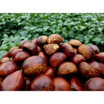 2023년 햇밤 청양 칠갑산 포르단밤 대(2kg)