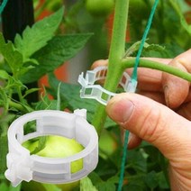 다스몰 작물집게 줄기고정 유인집게 호박 오이 토마토 고추집게, 100개입