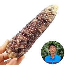 햇살농원 강원도 정선 냉동 흑찰 옥수수 찜 후 냉동, 20개, 1box