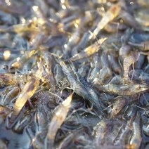 하동 섬진강 얼큰한 민물새우 매운탕 350g 2팩 새뱅이 매콤칼칼 시원한 맛 민물새우탕, 얼큰한민물새우매운탕350g