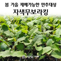 [모종심는아빠] 봄 가을 재배가능한 만추대성 보라색무 자색무 모종 보라킹, 모종6개, 6개